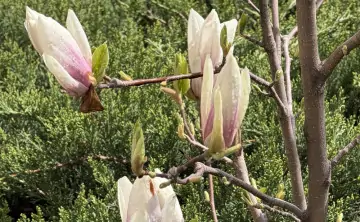 На новой рабочей неделе в регион придёт потепление. Фото donnews.ru