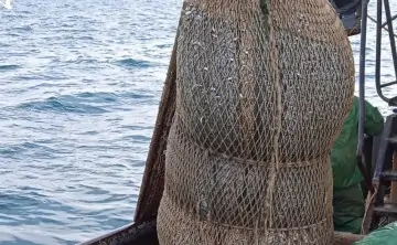 Хамса стала главным объектом судового промысла. Фото пресс-службы АзНИИРХ.