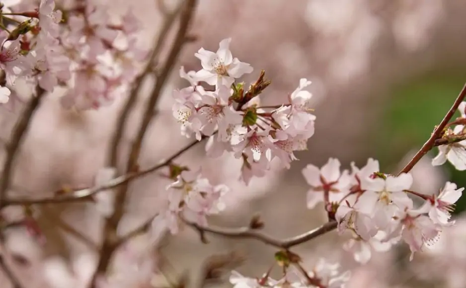 В регионе станет теплее на несколько градусов. Фото парка 
