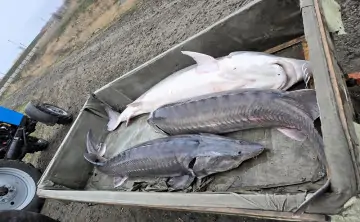 Сейчас коммерческий вылов осетровых в России полностью запрещён. Пресс-служба ВНИРО