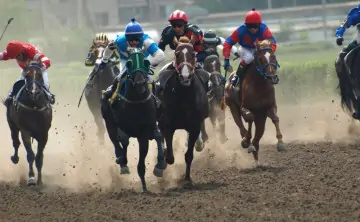 Фото Ростовского ипподрома