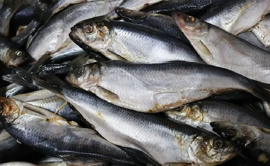 Запасы сельди снизятся до уровня 90-х годов. Фото Александра Полегенько, ТАСС