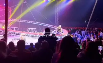 Тигр сбежал во время представления в Ростове. Скриншот из видео 161.ру