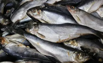 Запасы сельди снизятся до уровня 90-х годов. Фото Александра Полегенько, ТАСС