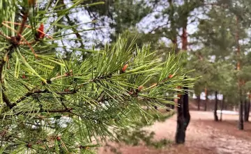 Сосны ослаблены из-за засухи и заморозков. Фото правительства Московской области