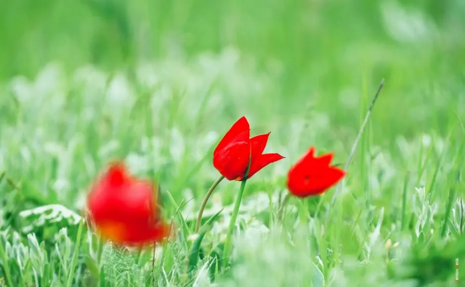 Апрель 2026 года в Ростовской области отличился повышенным количеством осадков. Фото Дениса Демкова