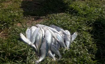 Сельдь стала лидером по содержанию мышьяка. Фото пресс-службы АзНИИРХ.