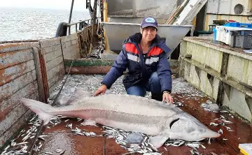 Популяция осетра в Азовском море восстанавливается. Фото АзНИИРХ.