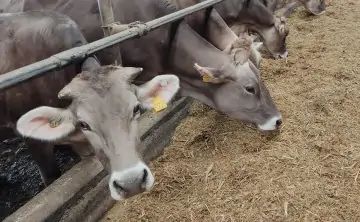 Коровы в колхозе. Фото donday.ru