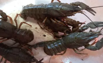 Раки. Фото АзНИИРХ.