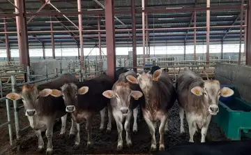 Коровы в колхозе. Фото donday.ru