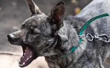 Возле ростовской школы № 77 выявлен очаг бешенства. Фото Кирилла Кухмаря, ТАСС