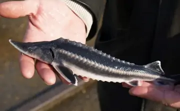 Фото mpr.krasnodar.ru.