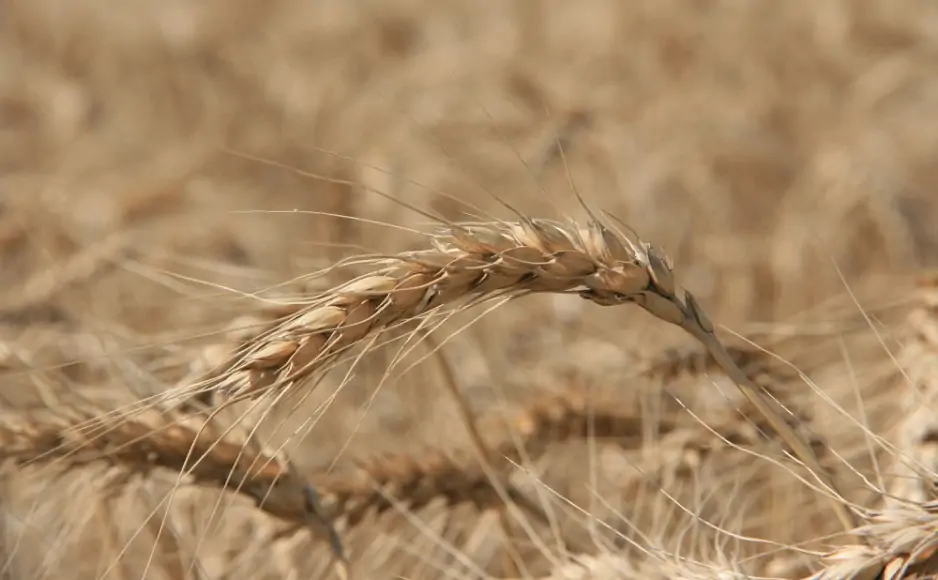 За компанию просили 11,7 млрд рублей. Фото правительства Ростовской области.