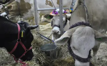 В прошлом году 72% молока произвели в личных подсобных хозяйствах. Фото управления информационной политики правительства Ростовской области