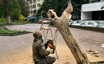 Из заражённых ясеней в Ростове сделают скульптуры. Фото из telegram-канала Александра Скрябина