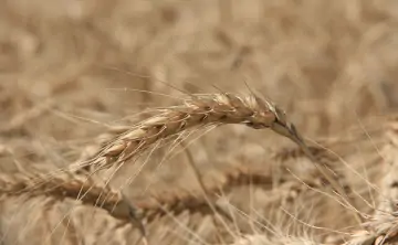За компанию просили 11,7 млрд рублей. Фото правительства Ростовской области.