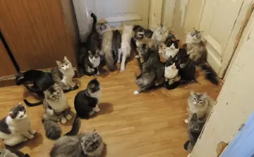 Фото fond-dingo.ru.