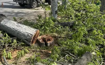 Все деревья были угрозой для прохожих. Фото администрации Ростова