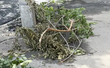 В Ростове могут падать деревья, повреждаться линии электропередач и подтопляться низменные участки. Фото donnews.ru