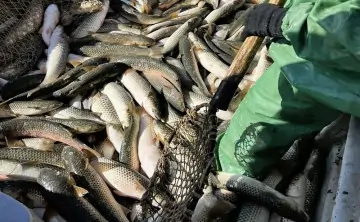 Пиленгаса в Азовское море завезли с Дальнего Востока. Фото пресс-службы АзНИИРХ.
