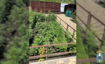 Оперативники изъяли 419 кустов. Скриншот из видео пресс-службы ГУ МВД по Ростовской области