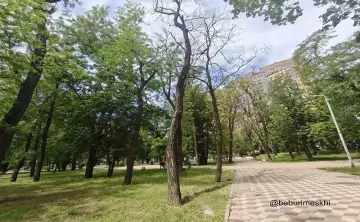 Власти обещают компенсировать вырубку новыми посадками. Фото Бебури Месхи.