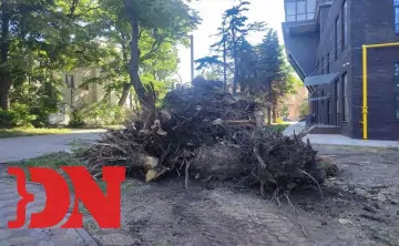 Первое, к чему приступил подрядчик, — снос деревьев. Фото donnews.ru