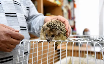 В середине XX века этот вид был обычным обитателем донских степей. Фото администрации Новочеркасска