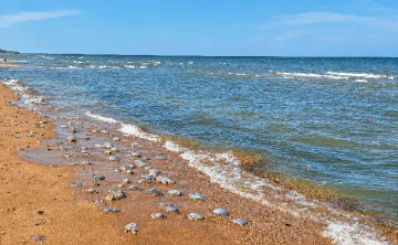 За пределами восточной части Таганрогского залива медузы всё ещё встречаются. Фото ВНИРО
