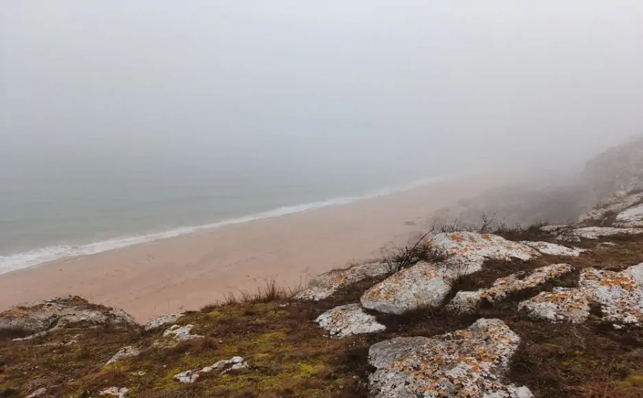 Речь идёт о кладофоре — зелёной нитчатой водоросли. Фото пресс-службы ЮНЦ РАН