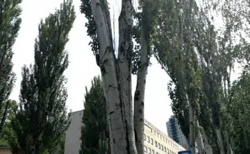 Работы по сносу и обрезке деревьев на Береговой начались 17 августа. Фото администрации Ростова
