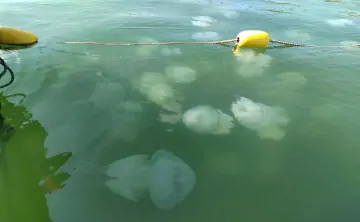 Медузы стали заполонять Азовское море из-за повышенной солёности воды. Фото с официального сайта АзНИИРХ