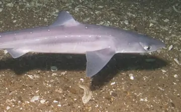 Катран — небольшая колючая акула. Фото Doug Costa / NOAA