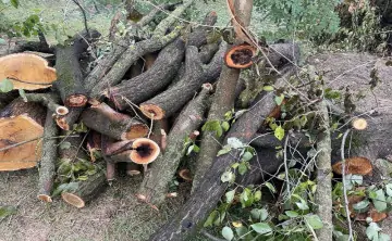 Иногда здоровое на вид дерево может представлять опасность. Фото пресс-службы администрации Ростова