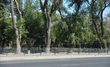 На один гектар леса пришлось 100 уничтоженных деревьев. Фото администрации Ростова