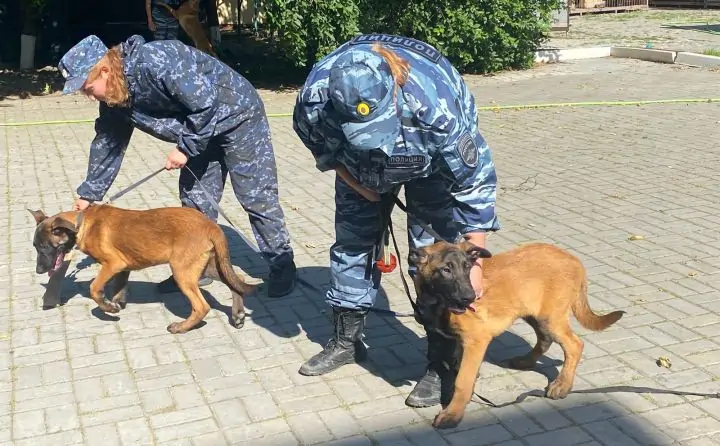 Двухмесячные щенки на тренировке. Фото donnews.ru