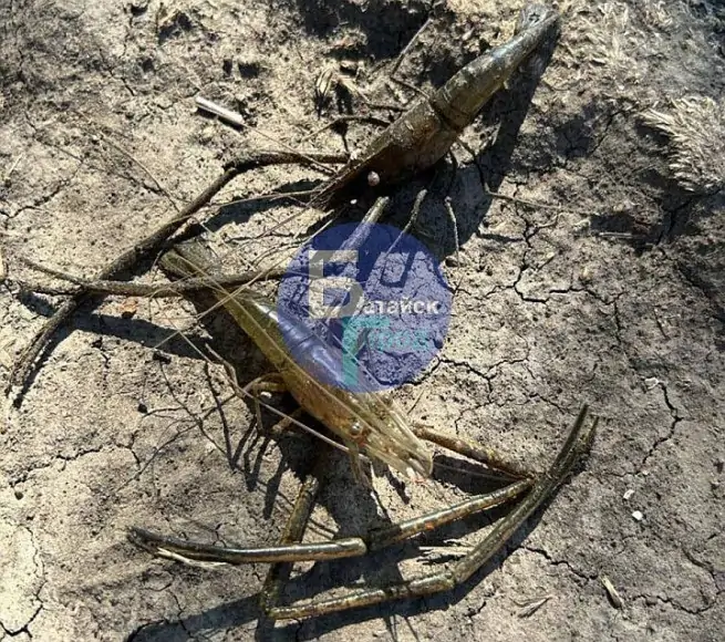 Креветки. Фото из Telegram-канала «Батайск Город»