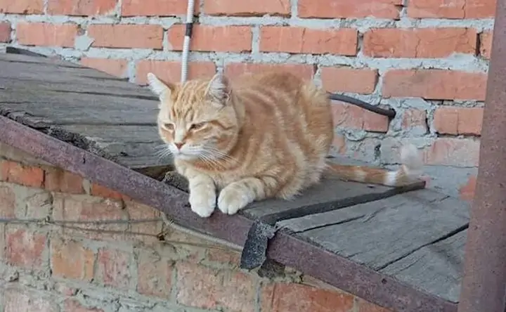 Кот, который спас бельчонка. Фото из соцсетей