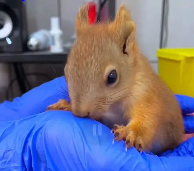 Спасённый бельчонок. Фото парка «Малинки»