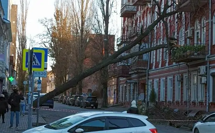 Рухнувшее дерево. Фото Игоря Седелкина, «Молот».