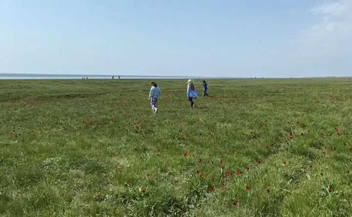 Тюльпаны в природном биосферном заповеднике «Ростовский». Фото donnews.ru