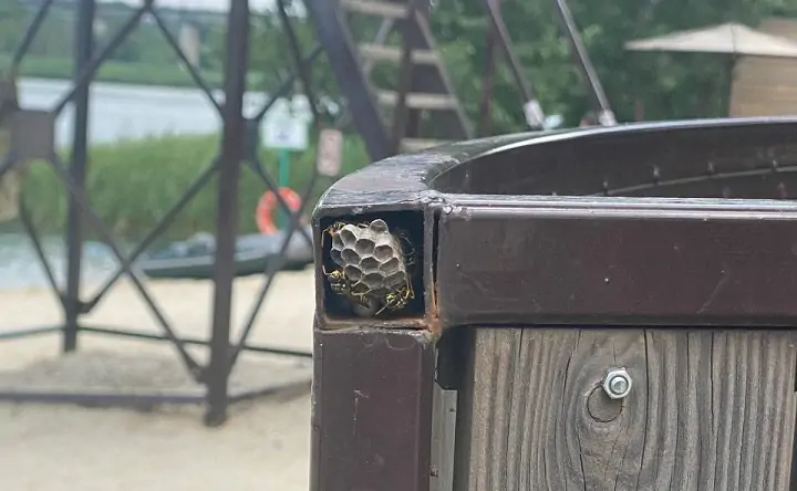 Осиное гнездо в раздевалке. Фото donnews.ru