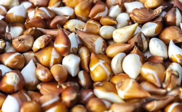 Луковицы тюльпанов