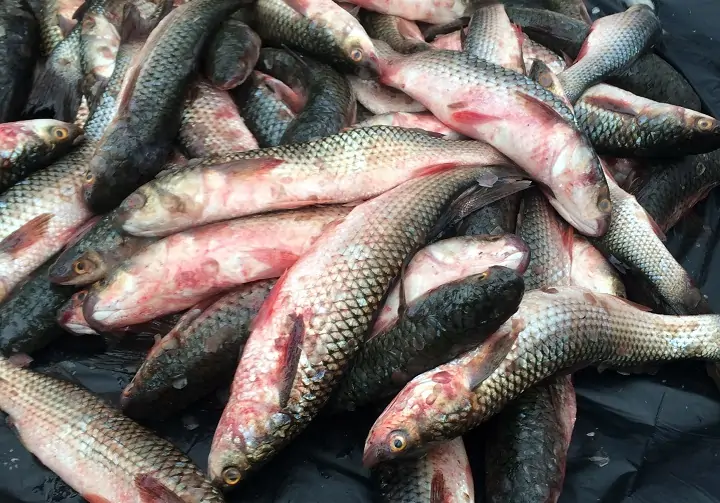 Выловленный пиленгас. Фото activefisher.net.