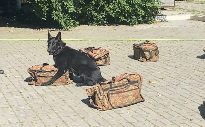 Немецкая овчарка ищет имитатор запаха взрывчатки. Фото donnews.ru