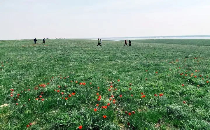 Тюльпаны в природном биосферном заповеднике «Ростовский». Фото donnews.ru