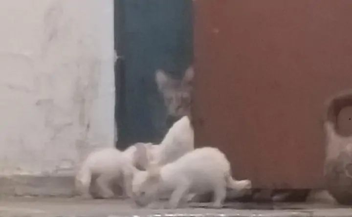 Котята. Фото из личного архива Марины Ковалевой.