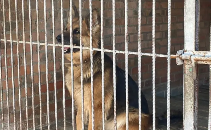 Служебная собака в вольере. Фото donnews.ru
