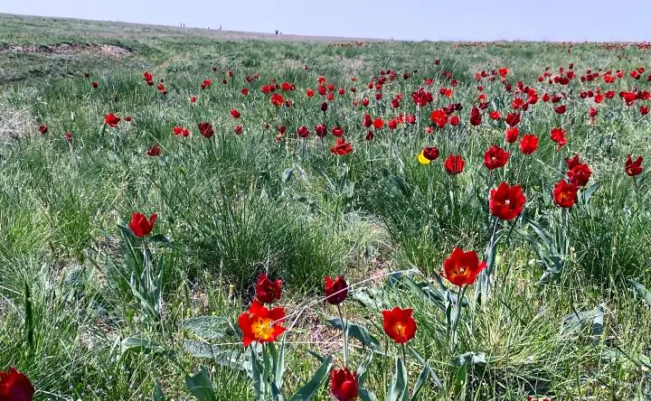 Тюльпаны в природном биосферном заповеднике «Ростовский». Фото donnews.ru